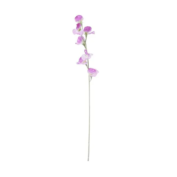 Art Flower Sweetpea  Purple