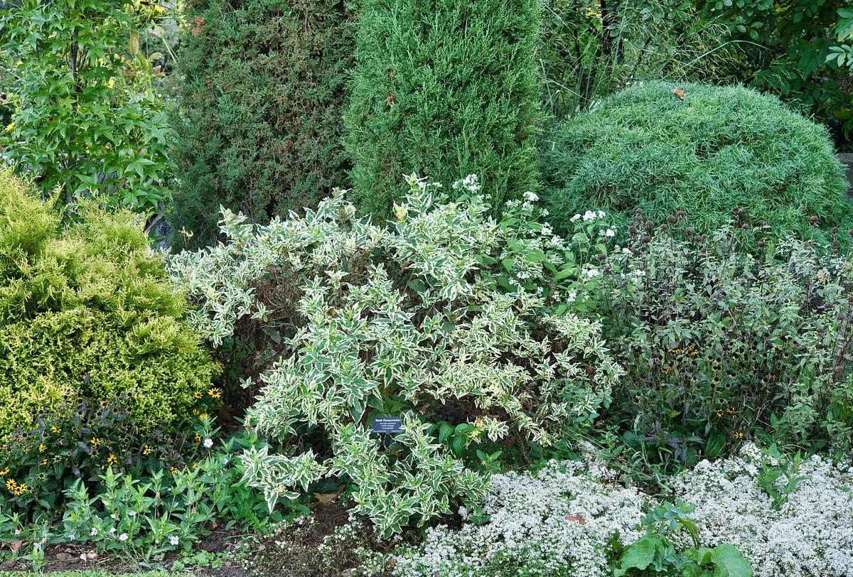 Variegated Southern Bush Honeysuckle - Diervilla sessilifolia 'LPDC PODARAS' Cool Splash®